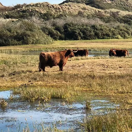 Lejlighed Sunny Spacious De Bijenkorf